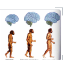 Human evolution