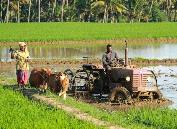 Rice field harvest